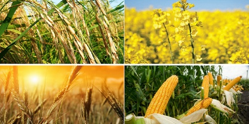 قیمت خرید تضمینی محصولات اساسی کشاورزی در سال زراعی ۱۴۰۱-۱۴۰۰ اعلام شد