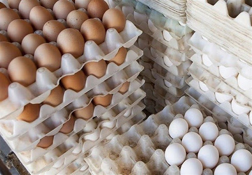 ابلاغ مصوبه مربوط به واردات تخم مرغ نطفه دار گوشتي از سوی شركت پشتيباني امور دام كشور