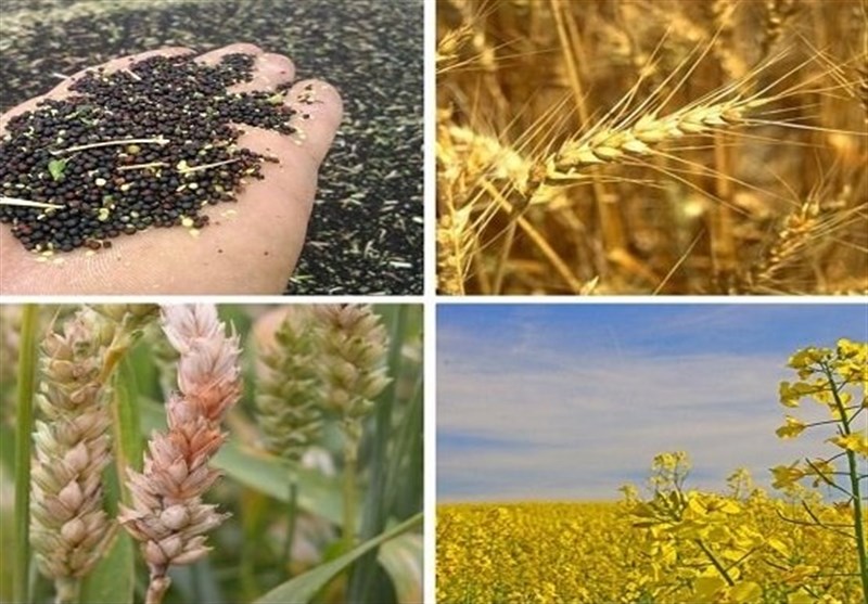 تصویبنامه درخصوص خریدهای تضمینی و حمایتی محصولات کشاورزی در سال زراعی (۱۴۰۱-۱۴۰۰)